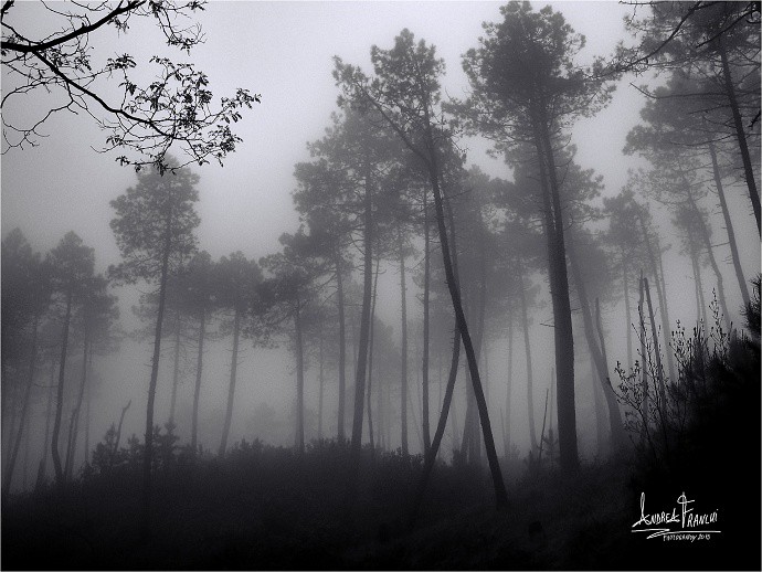 A foggy forest can be a very interesting subject. This photo has both background and foreground, and that’s important in nature photography. But the foreground is located at the top left corner and comprises a few branches of another tree. Author: Andrea Franchi