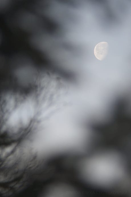 This photo’s author has captured the moon differently than we’re used to. I appreciate his creativity. Author: Rakka