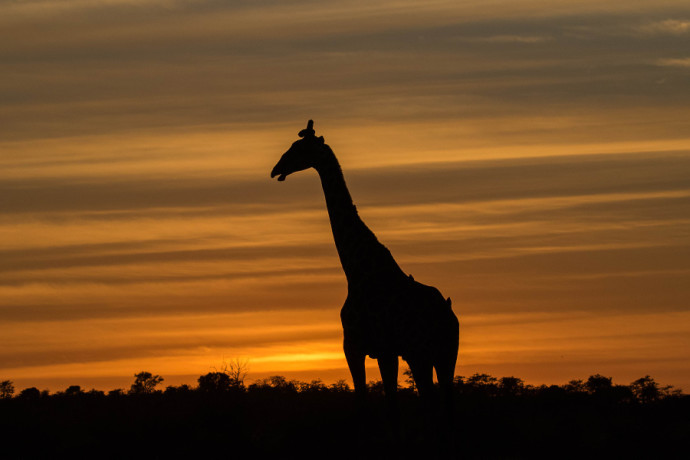 A truly striking giraffe silhouette. It could be even better, however, with more respect for the rules of composition. Author: Mashatu