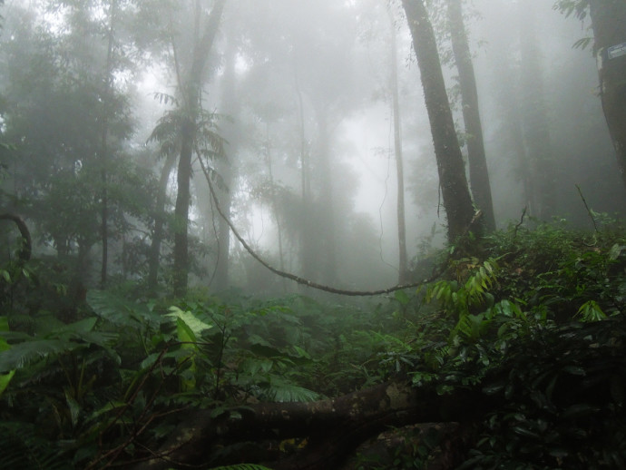 This photograph exudes the mood and humidity of the rainforest. Although this picture is not brimming with technical quality, it’s also not lacking an essence. Author: simon