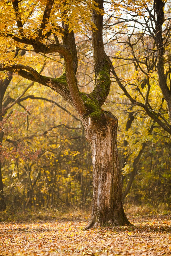 Canon 5D Mark II, Canon EF 70-200/2,8 IS II, 1/80 s, f/2.8, ISO 100, focus 142 mm