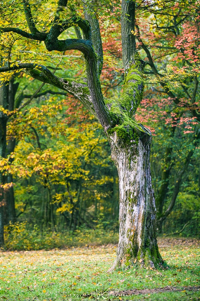 Canon 5D Mark II, Canon EF 70-200/2,8 IS II, 1/125 s, f/2.8, ISO 200, focus 125 mm