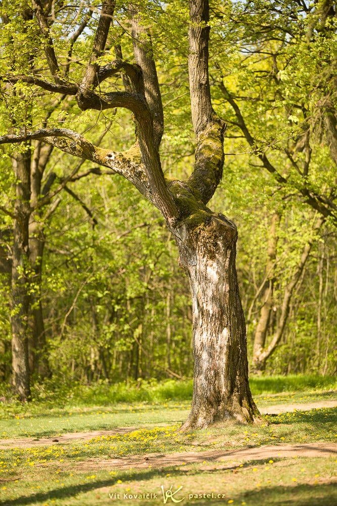 Canon 5D Mark II, Canon EF 70-200/2,8 IS II, 1/125 s, f/2.8, ISO 125, focus 130 mm
