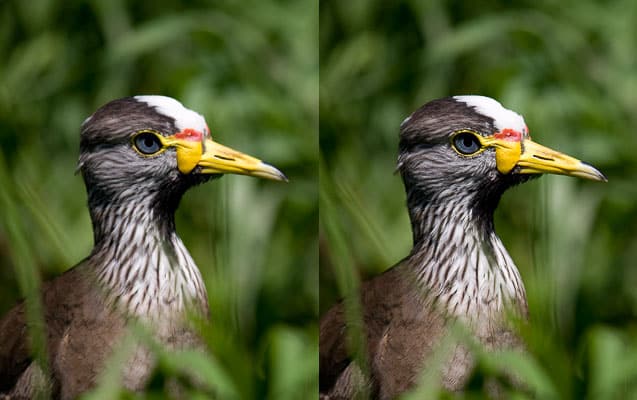 Output sharpening was only used on the picture on the right (it might be a bit overdone). The unsharpened picture on the left looks blurry in comparison.