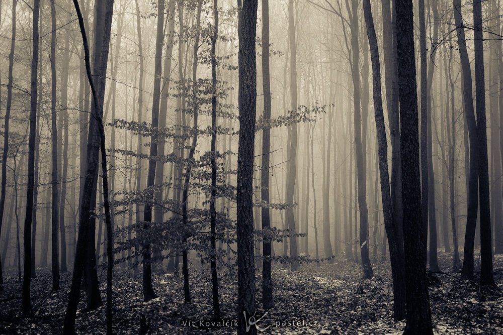 Variant 5: The highest-contrast version, practically black and white, with nothing but a yellow and blue tinge.