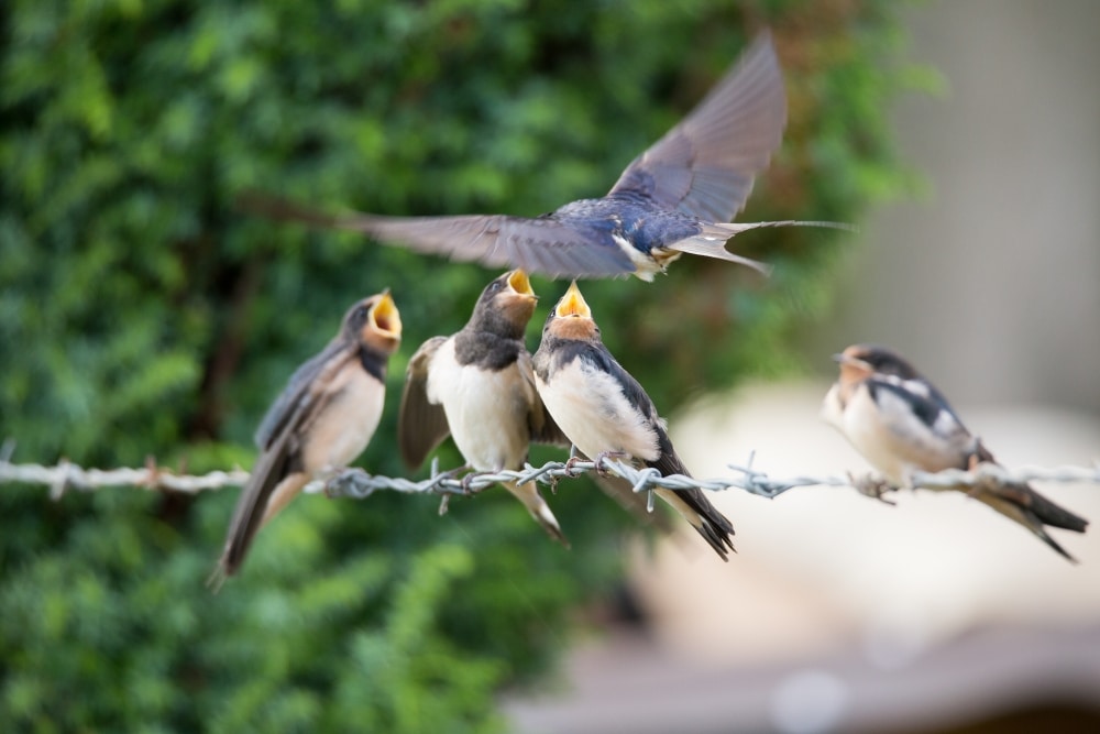 Keep your eyes open so you don’t miss the best shot. Canon EOS 6D, Tamron 150-600/5-6.3, 1/320s, f/6.3, ISO 2000, focal length 600 mm