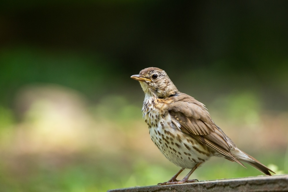 Sometimes you just have to wait for your chance. Canon EOS 7D, Canon EF 300/4 IS, 1/1250s, f/5, ISO 320, focal length 300 mm
