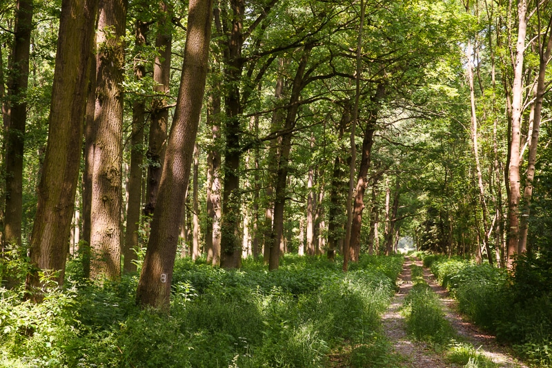 The intertwining of the trees and the interplay of lights and shadows make it hard to tell if vignetting is present.