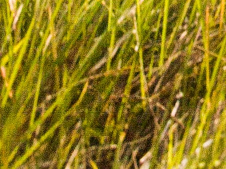 Noise in the grass (closeup of picture above).