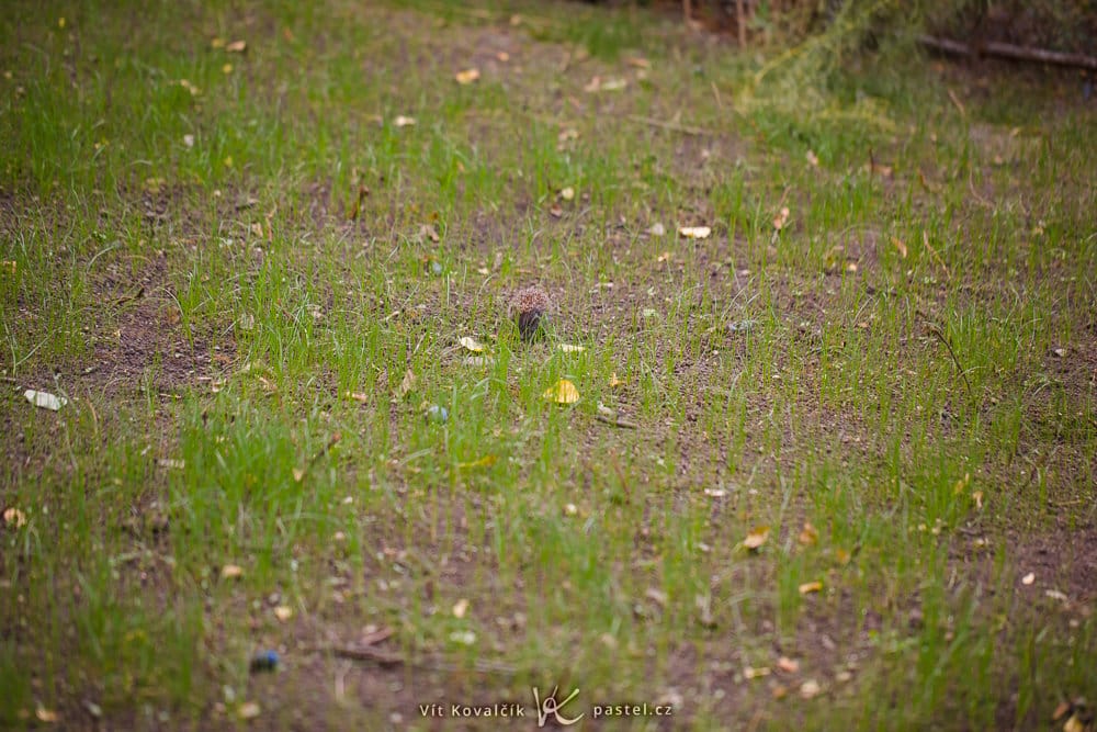 Canon 5D Mark III, Canon EF 100/2.8 Macro IS, 1/125 s, f/2.8, ISO 500, focal length 100 mm