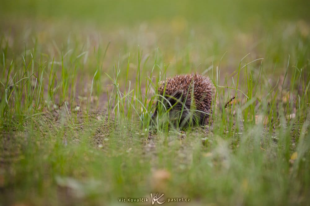 Canon 5D Mark III, Canon EF 100/2.8 Macro IS, 1/160 s, f/2.8, ISO 500, focal length 100 mm