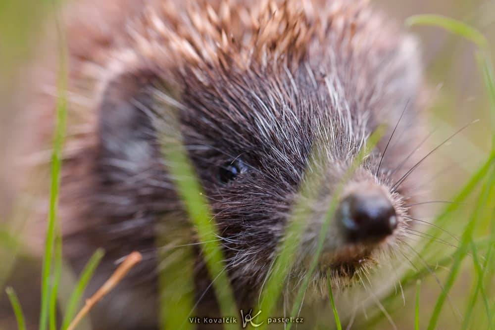 Canon 5D Mark III, Canon EF 100/2.8 Macro IS, 1/125 s, f/4.5, ISO 4000, ohnisko 100 mm