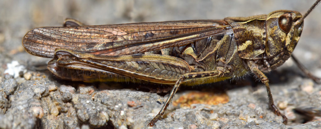 A grasshopper. Nikon D5500, Nikkor 35mm, 1/60 s, ISO 1200