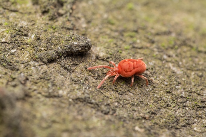 The picture I get when using a small softbox, where the harvest mite is bathed in light that, while relatively softened, still can’t sufficiently draw details in the shadows, and so in certain places they’re too dark or even underexposed.