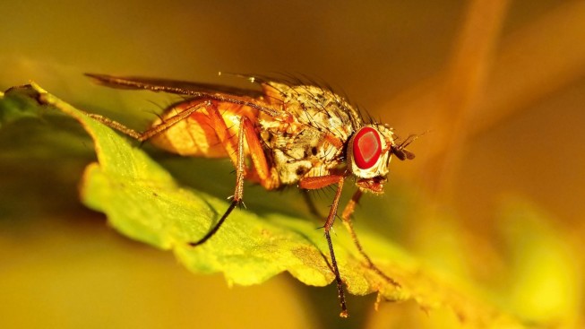 The world of macro photography is full of incredible colours. Photo: Chipa