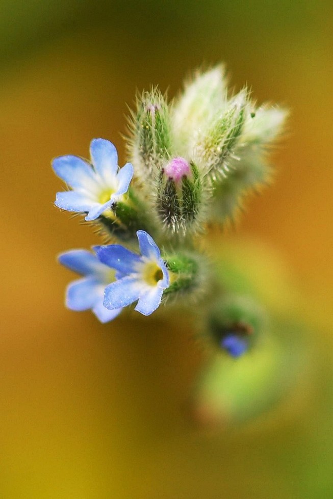 Very low depth of field, velvet bokeh and nice colours – that’s macro photography! Photo: Gedo