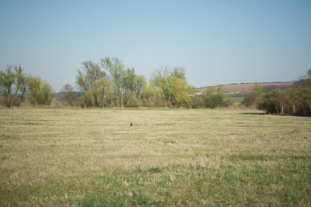 field