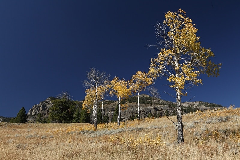 A polarizing filter removes even reflections invisible to human sight, giving brighter and more saturated colors.