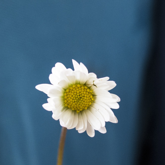 This flower, meanwhile, was photographed with a larger focal length and a large aperture. Thus the depth of focus is small.