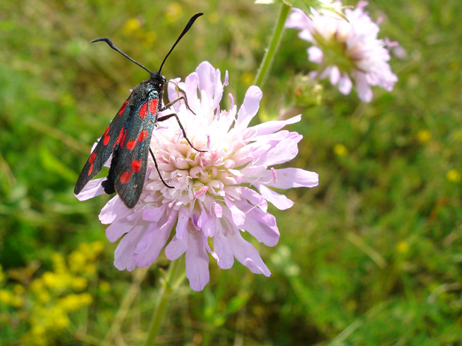 Nature can sometimes surprise you with its interesting color combinations. Like in this photo. Photo: Tomáš Rak, 2004