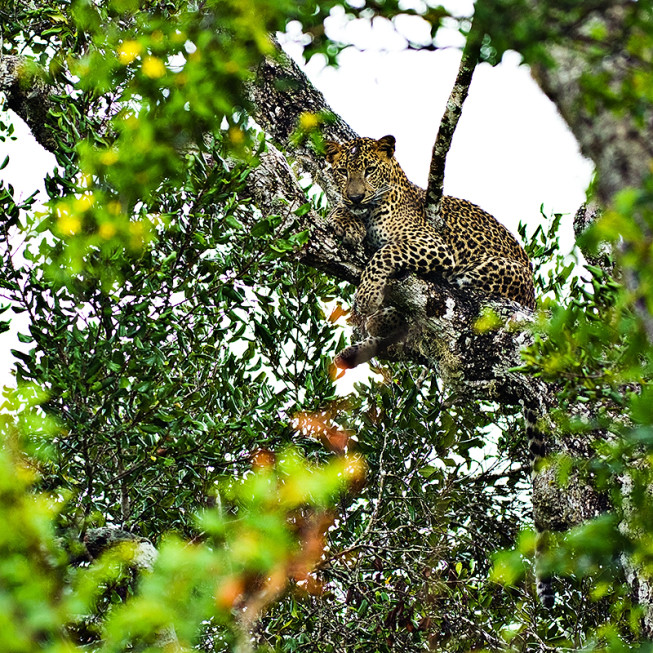 A leopard photographed with a focal length of 400 mm, in the rain. (Photo: Majo Eliáš)