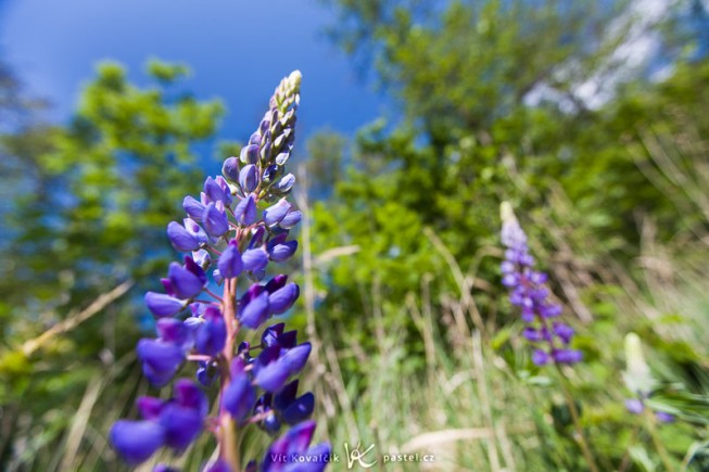 For comparison, a picture with a low f-stop and from extremely close up. (Any closer and it would not have been possible to focus the picture.) The blurred background is here thanks to a full frame sensor. On APS-C cameras, blurring like this is practically impossible. Canon EOS 5D Mark II, Canon EF 16–35 mm F2.8 II USM, 1/200 s, F3.5, ISO 100, focus 16 mm