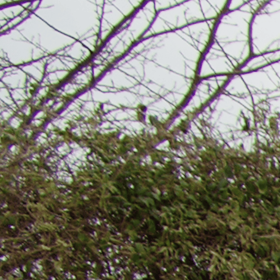 A detail of the picture’s corner before correcting chromatic aberration
