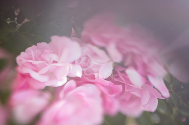 Flowers, with many effects that are normally considered optical defects. Canon EOS 5D Mark II, Sigma 50 mm F1.4, 1/1600 s, F1.4, ISO 50, focus 50 mm.