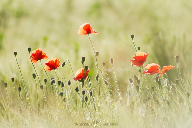 Poppies, captured using a decades-old lens. Canon EOS 7D, Pentacon 135 mm F2.8, 1/1250 s, F2.8, ISO 100. 