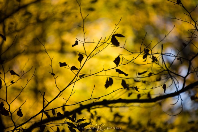 Head for the Trees! | Learn Photography by Zoner Photo Studio