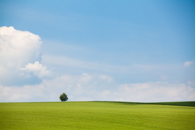 An isolated tree. I had to use the long end of the lens, to eliminate the distracting surroundings.  Canon 5D Mark II, EF Canon 70–200 mm F2.8 IS II, 1/160 s, F6.3, ISO 200, focus 200 mm.