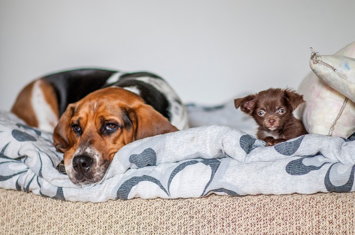 Dog portraits.