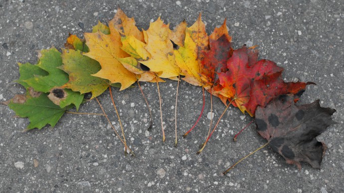 A colorful palette of autumn leaves. Canon EOS 70D, Canon EF35mm, f/1.4L USM. 1/80 s, F2.8, ISO 400.