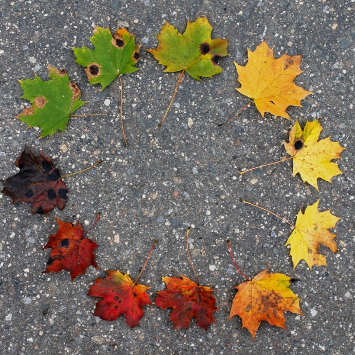 Leaves in a circle. Canon EOS 70D, Canon EF35mm, f/1.4L USM. 1/40 s, F3.5, ISO 400.