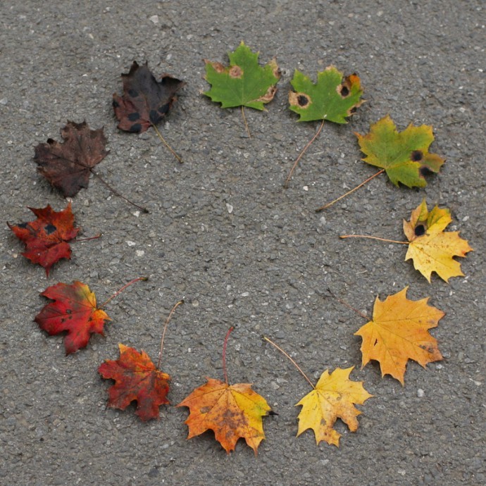 A calendar of leaves. Canon EOS 70D, Canon EF35mm, f/1.4L USM. 1/80 s, F2.0, ISO 400.