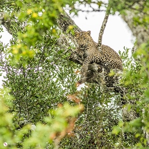 leopard_small
