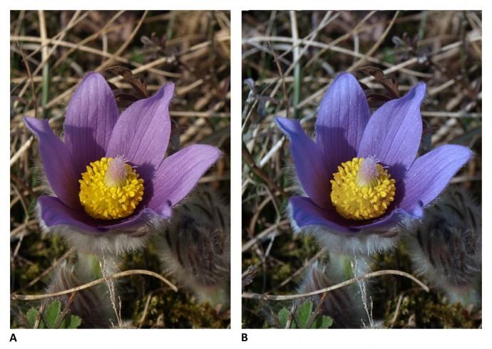 Which color is right? Pasque flowers can be various shades of violet, from “bluer” to “redder.” On the left: the original picture taken with automatic white balance; on the right: after shifting color temperature by 1400K in Zoner Photo Studio. Both colors are correct for some pasque flower somewhere, but only one is correct for this flower. Using a gray card enables you to find the correct color for the given site. Also note the shadow inside the flower. Using a reflector sheet to add light to the flower would help to soften the light. Photo date: March 24th, 2012. Olympus E-510, 14.00–42.00 mm, 1/100 s, F7.1, EV compensation −0.3, ISO100, focus (EQ35) 28 mm. 