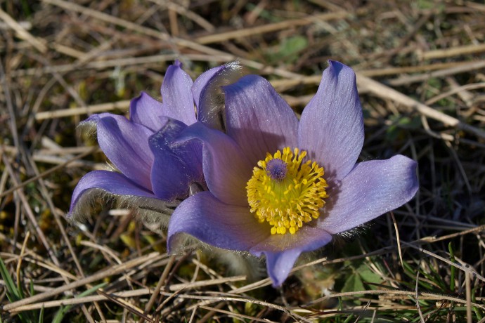 A relatively well-focused photo of a pasque flower, where every hair is clearly visible. But there is still some trouble with how the front of the flower was captured—it’s outside of the depth of focus, ruining the impression of this otherwise-pretty picture. And meanwhile everything looked so good on the display. So don’t be afraid to experiment, or to take the same shot several times. Not even digital edits will save the picture you never take. Photographed on March 28th, 2009. Olympus E-510, 14.00–42.00 mm, 1/160 s, F8.0, EV compensation −0.3, ISO100, focus (EQ35) 72 mm. 