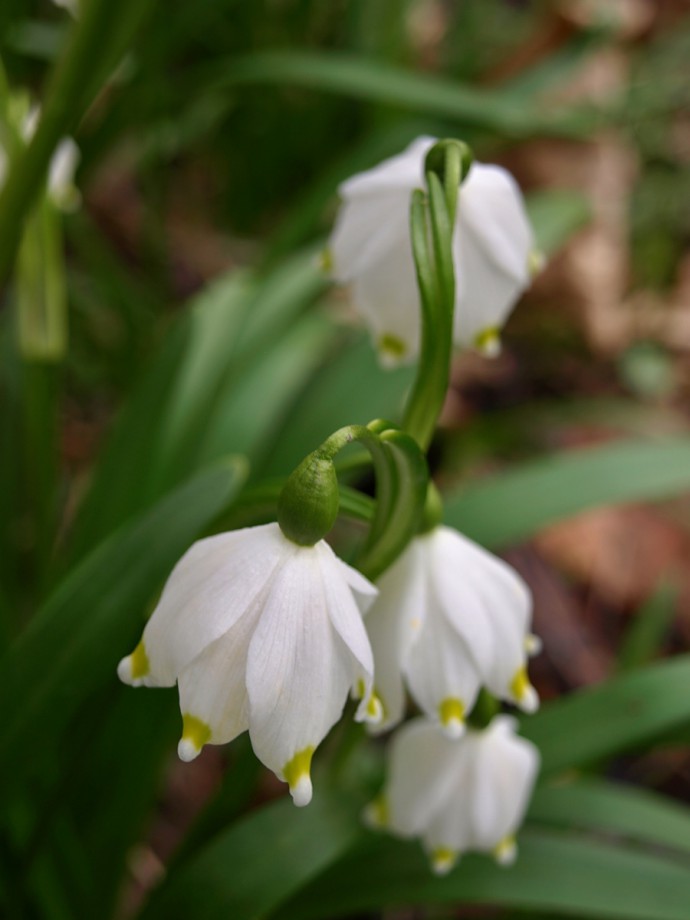 Focused on details. My goal in this photo was to make sure the snowdrop was dominant, but not so dominant that it stood alone. Because of this I used a low depth of focus. The blurry background complements the picture’s composition nicely. Picture taken April 2nd, 2011. Olympus E-510, 14.00–42.00 mm, 1/60 s, F5.1, no exposure compensation, ISO100, focus (EQ35) 62 mm. 