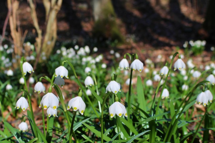 Spring flower photography can be about more than just macro photographs of flowers or flower clusters. Show off flowers in their home environments. This photo shows a snowdrop in its natural environment by a stream in a valley. Like all of the flowers in today’s article, it was photographed in the Czech Republic. Photographed on March 9th in 2014. Canon EOS 100D, EF-S 18-55 lens, 1/80 s, F6.0, EV compensation−1/3, ISO100, focus (EQ35) 50 mm. 