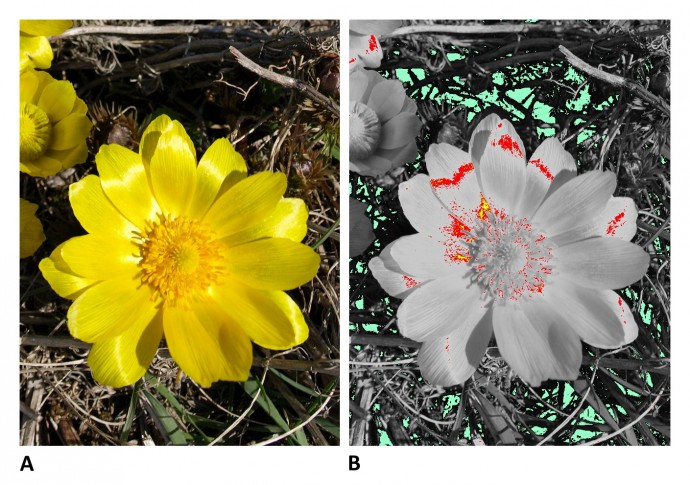 It’s All Wrong! In this rather high-contrast scene (A) there is some noticeable blowout on the leaves of the richly yellow sweet vernal (Adonis Vernalis). Blowout means areas that have lost detail due to overexposure. These areas can be seen in the preview in Zoner Photo Studio (B). The picture is also blurry, so there’s no point in keeping it.