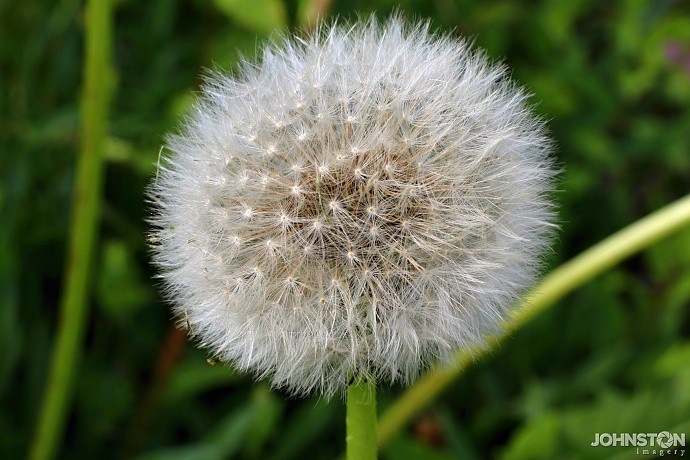 Dandilion. I'm declaring war on dandilions this year! This little guy lives in the field across the street from my house... I've killed all of his buddies that happened to live in my yard. This was taken with a 50mm (f/1.4) lens and a 13mm extension tube.