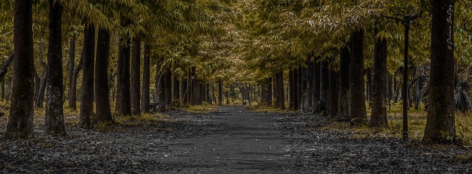This photo has all you could ever ask: depth, contrast, and excellent perspective. Author: Prince Bappy