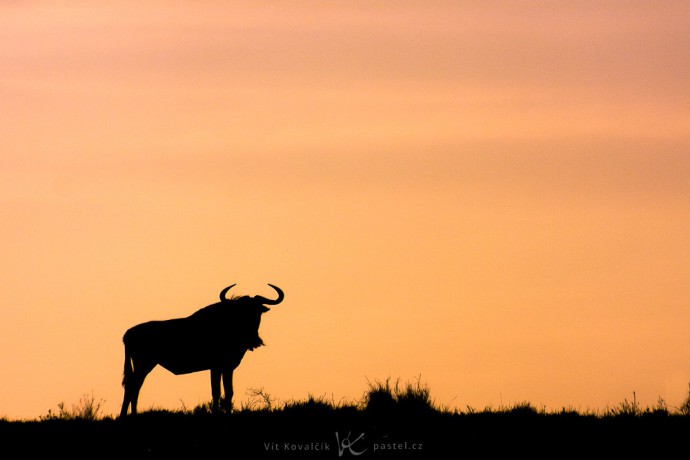 A water buffalo in South Africa. Canon 400D, Sigma 70–300/4–5.6, 1/4000 s, f/8, ISO 400, focus 263 mm 