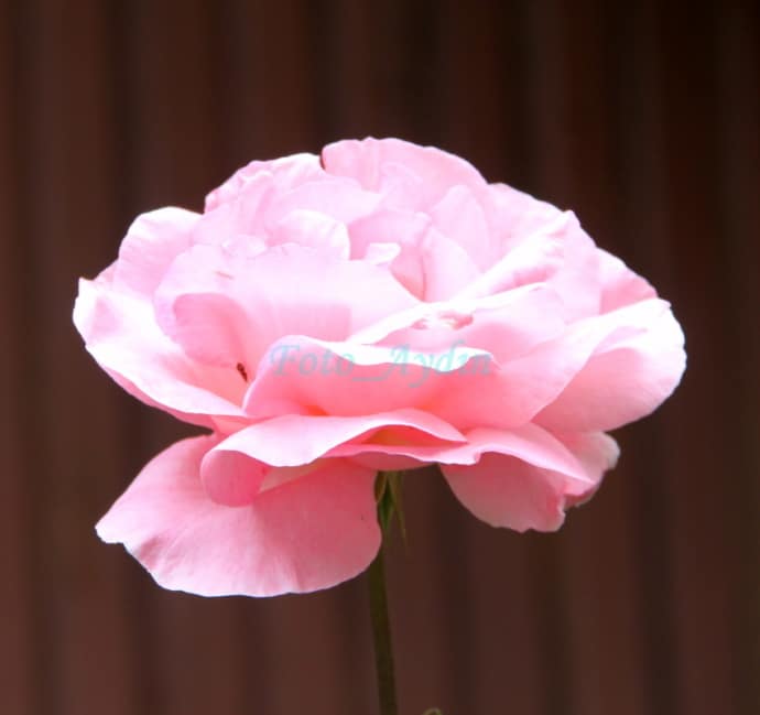 Simplicity is beautiful. Even though the flower is out of focus and the picture is center-composed, this plant is captured in a very simple way. And the background doesn’t get in the way of the subject. Photo: bekaraydin