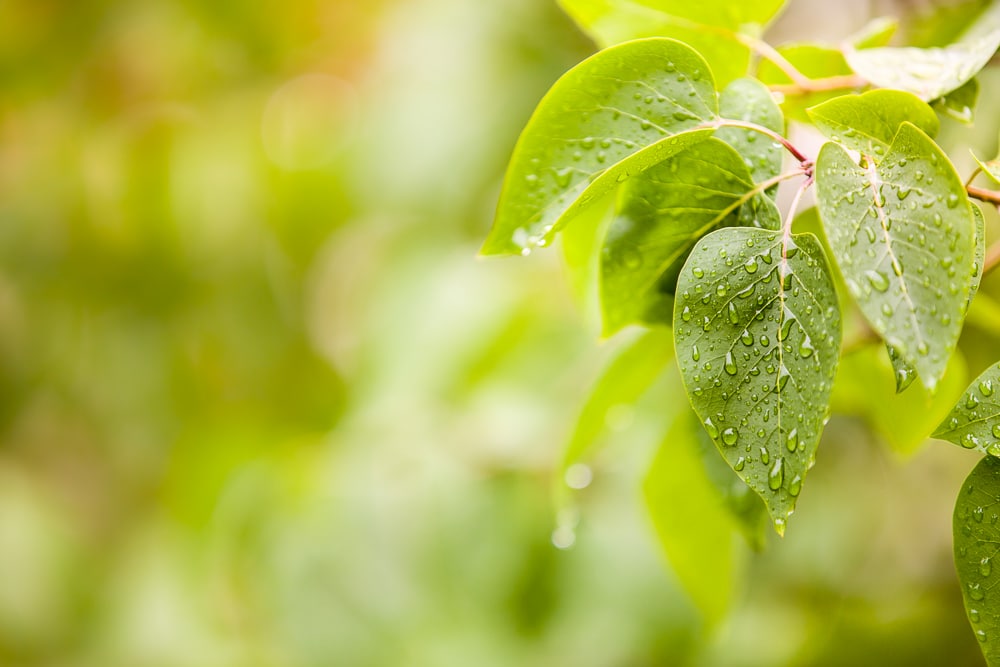 Leaves after the rain. Canon 5D Mark III, Canon EF 70–200/2.8 IS II, 1/250 s, f/2.8, ISO 100, focus 168 mm