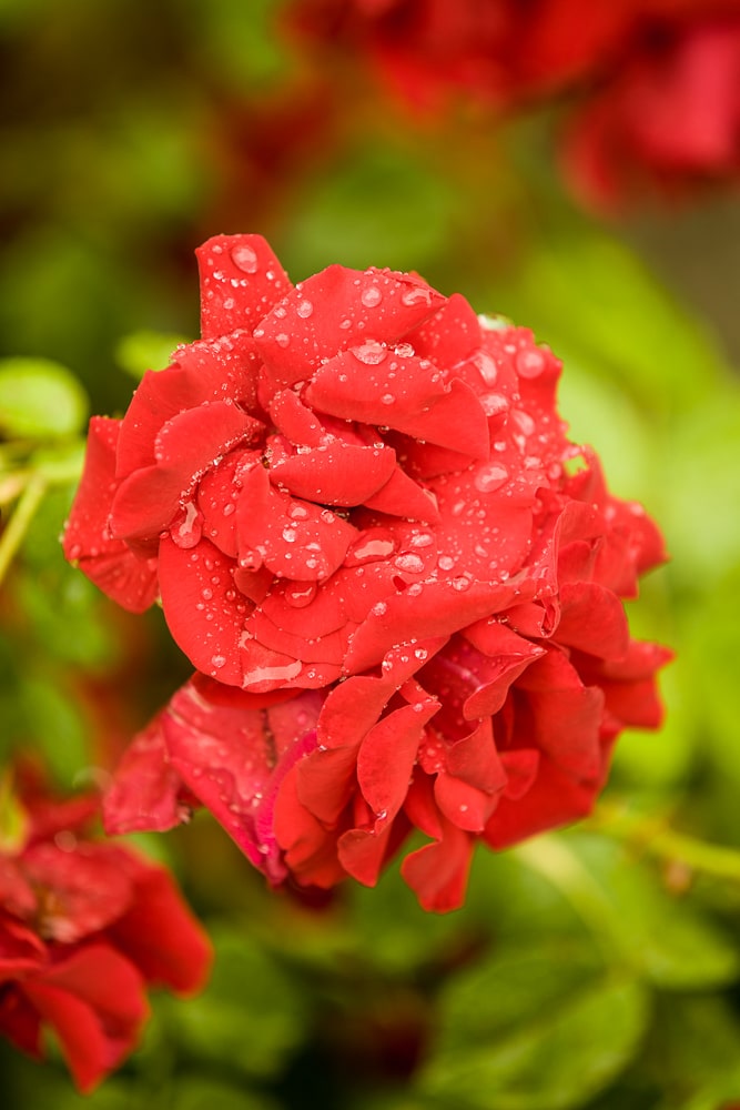 A rose after the rain. Canon 5D Mark III, Canon EF 70–200/2.8 IS II, 1/200 s, f/4.5, ISO 200, focus 200 mm