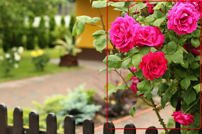 The red roses in this photo lack detail.