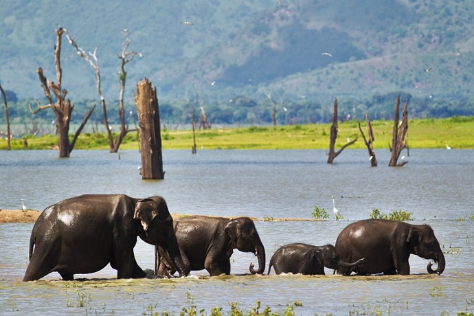 An elephant family, photographed with a fixed 400mm lens. Canon EOS 1D Mark IV, Canon EF 400 mm F5.6L USM, 1/1250 s, F5.6, ISO 200. Photo: Majo Elias. 