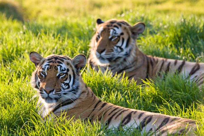 A camera with an APS-C sensor and a cheap telephoto lens is capable of blurring the second tiger. Canon 40D, Canon EF-S 55–250/4–5.6, 1/1000 s, f/4.5, ISO 800, focus 149 mm 